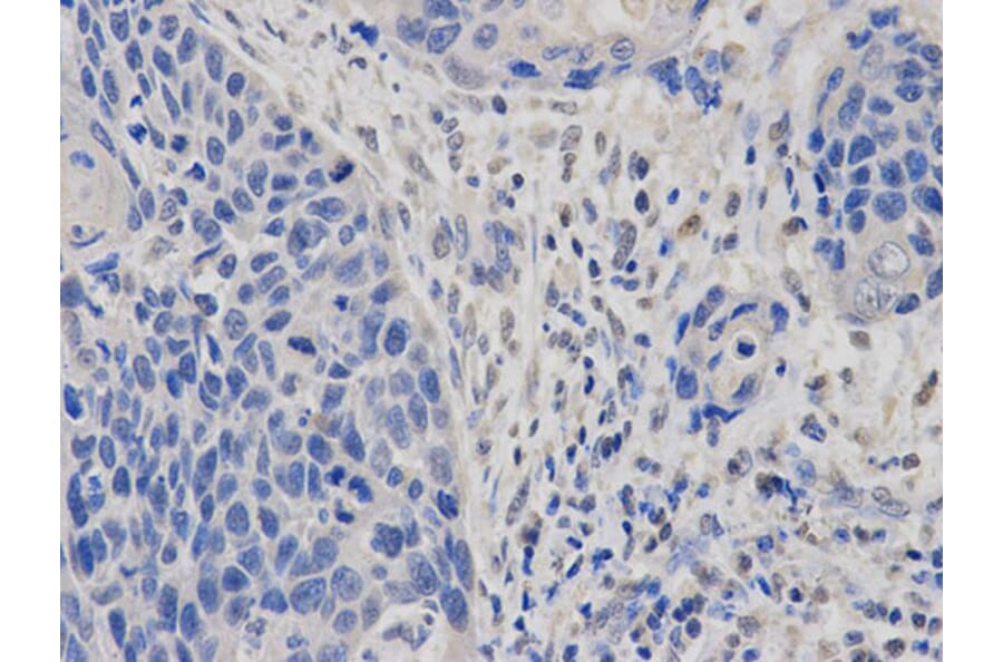 Immunohistochemistry - DIABLO Antibody from Signalway Antibody (32716) - Antibodies.com