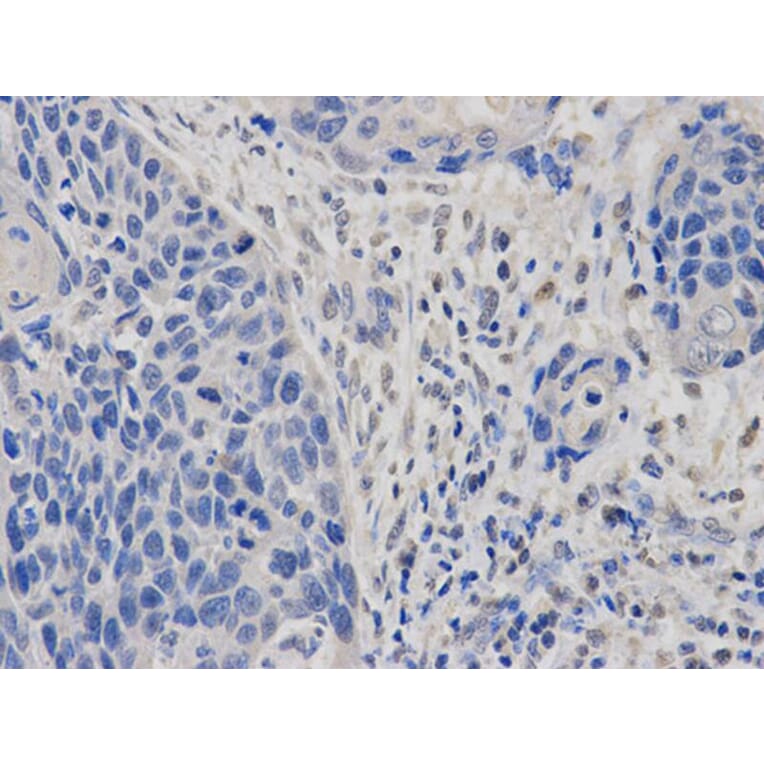Immunohistochemistry - DIABLO Antibody from Signalway Antibody (32716) - Antibodies.com