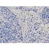 Immunohistochemistry - DIABLO Antibody from Signalway Antibody (32716) - Antibodies.com