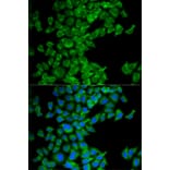 Immunofluorescence - DIABLO Antibody from Signalway Antibody (32716) - Antibodies.com