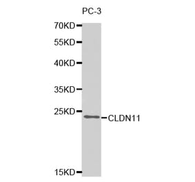 Western blot - CLDN11 Antibody from Signalway Antibody (32740) - Antibodies.com