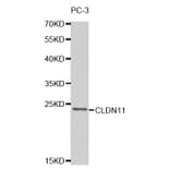 Western blot - CLDN11 Antibody from Signalway Antibody (32740) - Antibodies.com
