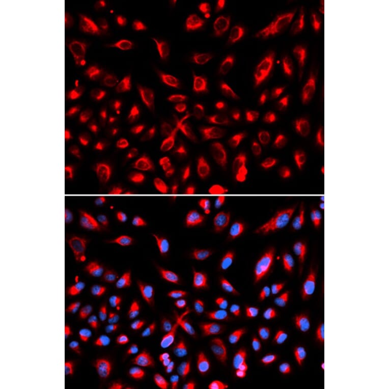 Immunofluorescence - CLDN11 Antibody from Signalway Antibody (32740) - Antibodies.com