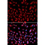 Immunofluorescence - CLDN11 Antibody from Signalway Antibody (32740) - Antibodies.com