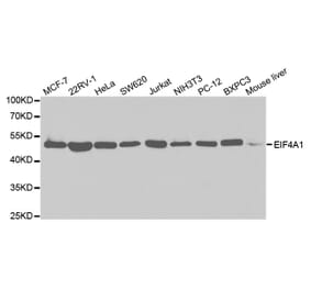 Western blot - EIF4A1 Antibody from Signalway Antibody (32748) - Antibodies.com