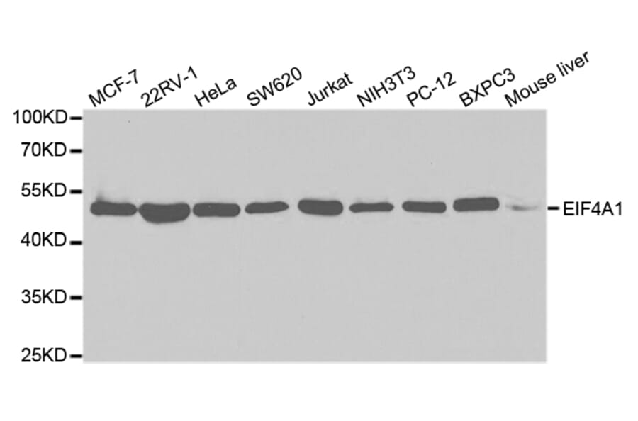 Western blot - EIF4A1 Antibody from Signalway Antibody (32748) - Antibodies.com