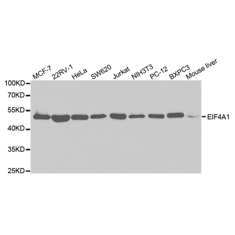 Western blot - EIF4A1 Antibody from Signalway Antibody (32748) - Antibodies.com