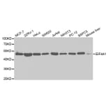 Western blot - EIF4A1 Antibody from Signalway Antibody (32748) - Antibodies.com