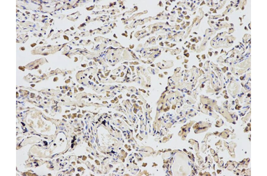 Immunohistochemistry - EIF4A1 Antibody from Signalway Antibody (32748) - Antibodies.com