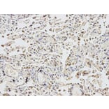 Immunohistochemistry - EIF4A1 Antibody from Signalway Antibody (32748) - Antibodies.com