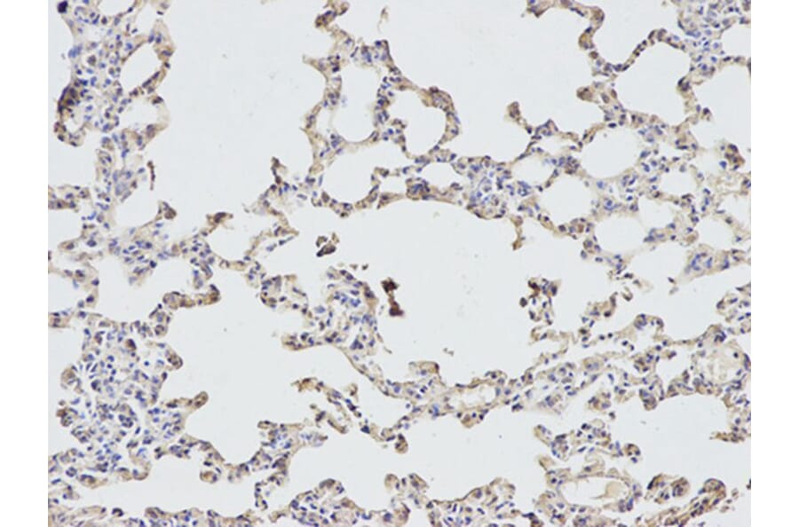 Immunohistochemistry - EIF4A1 Antibody from Signalway Antibody (32748) - Antibodies.com