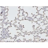 Immunohistochemistry - EIF4A1 Antibody from Signalway Antibody (32748) - Antibodies.com