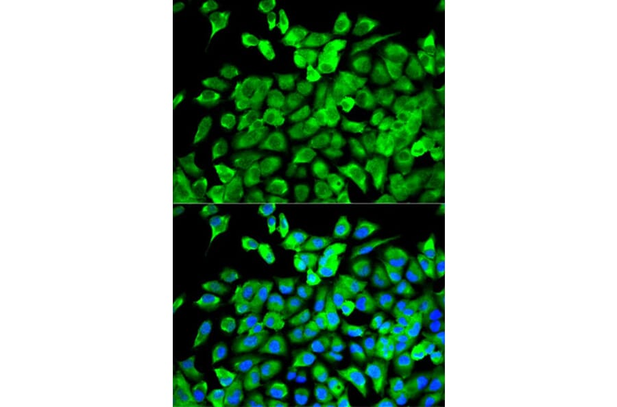 Immunofluorescence - EIF4A1 Antibody from Signalway Antibody (32748) - Antibodies.com
