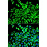 Immunofluorescence - EIF4A1 Antibody from Signalway Antibody (32748) - Antibodies.com