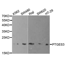 Western blot - PTGES3 Antibody from Signalway Antibody (32773) - Antibodies.com