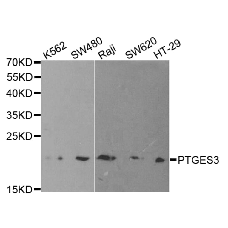 Western blot - PTGES3 Antibody from Signalway Antibody (32773) - Antibodies.com