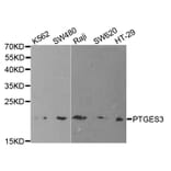 Western blot - PTGES3 Antibody from Signalway Antibody (32773) - Antibodies.com