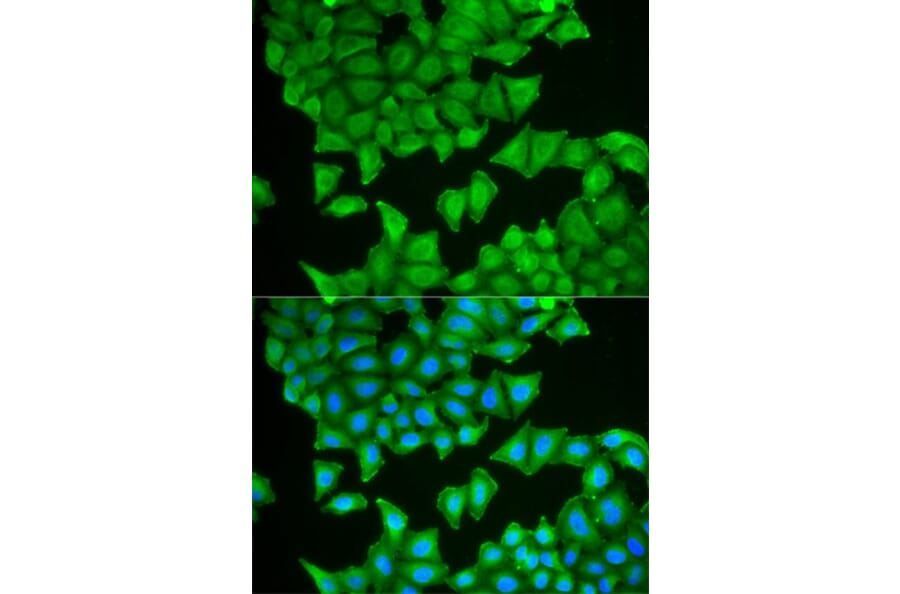Immunofluorescence - PTGES3 Antibody from Signalway Antibody (32773) - Antibodies.com