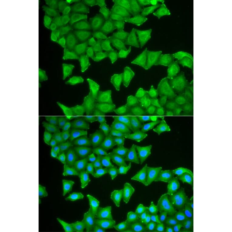 Immunofluorescence - PTGES3 Antibody from Signalway Antibody (32773) - Antibodies.com