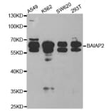 Western blot - BAIAP2 Antibody from Signalway Antibody (32781) - Antibodies.com