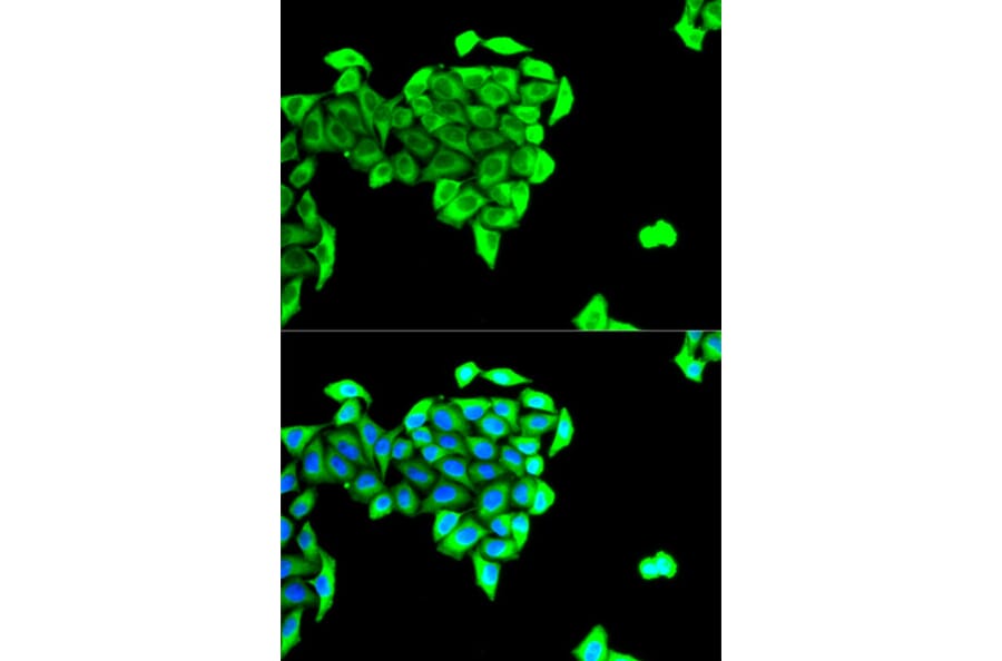 Immunofluorescence - BAIAP2 Antibody from Signalway Antibody (32781) - Antibodies.com