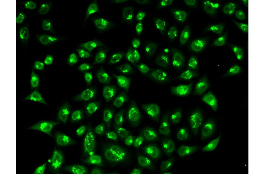 Immunofluorescence - GOLGA2 Antibody from Signalway Antibody (32785) - Antibodies.com