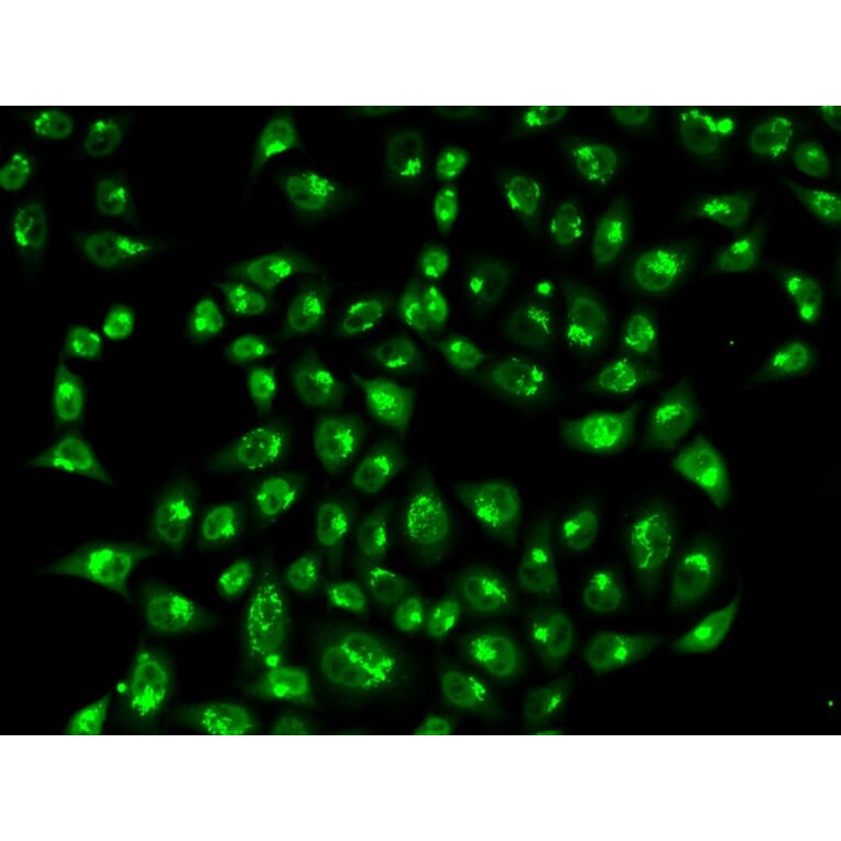 Immunofluorescence - GOLGA2 Antibody from Signalway Antibody (32785) - Antibodies.com