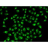 Immunofluorescence - GOLGA2 Antibody from Signalway Antibody (32785) - Antibodies.com
