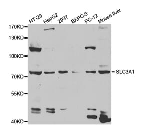Western blot - SLC3A1 Antibody from Signalway Antibody (32890) - Antibodies.com