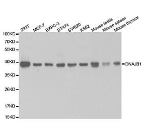 Western blot - DNAJB1 Antibody from Signalway Antibody (32894) - Antibodies.com