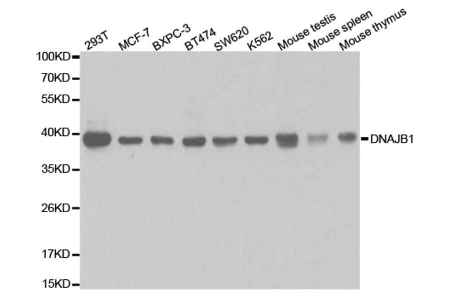 Western blot - DNAJB1 Antibody from Signalway Antibody (32894) - Antibodies.com