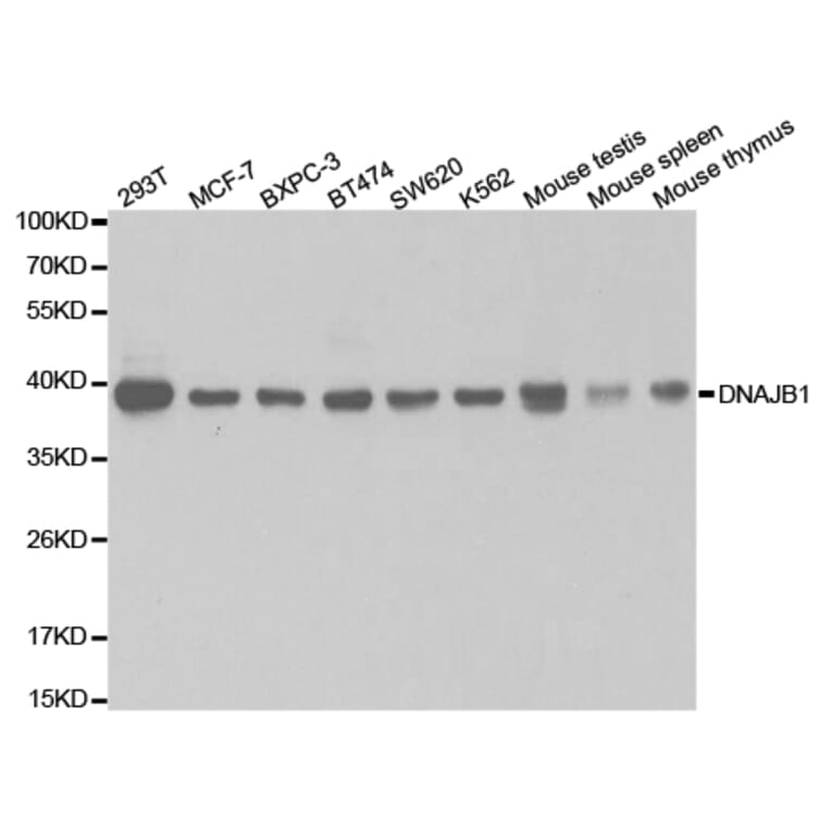Western blot - DNAJB1 Antibody from Signalway Antibody (32894) - Antibodies.com