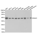 Western blot - DNAJB1 Antibody from Signalway Antibody (32894) - Antibodies.com