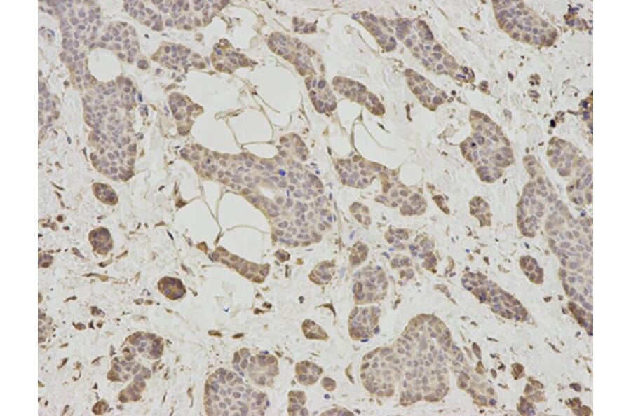 Immunohistochemistry - DNAJB1 Antibody from Signalway Antibody (32894) - Antibodies.com