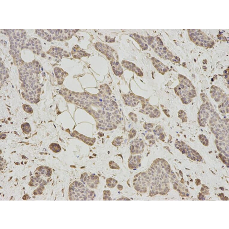Immunohistochemistry - DNAJB1 Antibody from Signalway Antibody (32894) - Antibodies.com