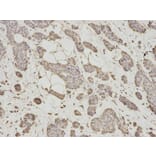Immunohistochemistry - DNAJB1 Antibody from Signalway Antibody (32894) - Antibodies.com