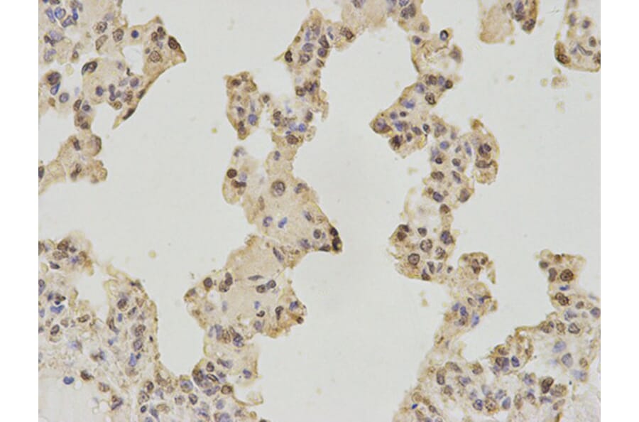 Immunohistochemistry - DNAJB1 Antibody from Signalway Antibody (32894) - Antibodies.com
