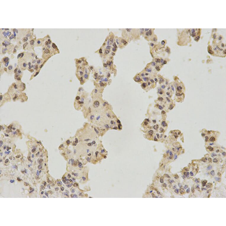 Immunohistochemistry - DNAJB1 Antibody from Signalway Antibody (32894) - Antibodies.com
