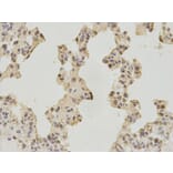 Immunohistochemistry - DNAJB1 Antibody from Signalway Antibody (32894) - Antibodies.com