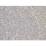 Immunohistochemistry - DNAJB1 Antibody from Signalway Antibody (32894) - Antibodies.com