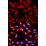 Immunofluorescence - DNAJB1 Antibody from Signalway Antibody (32894) - Antibodies.com