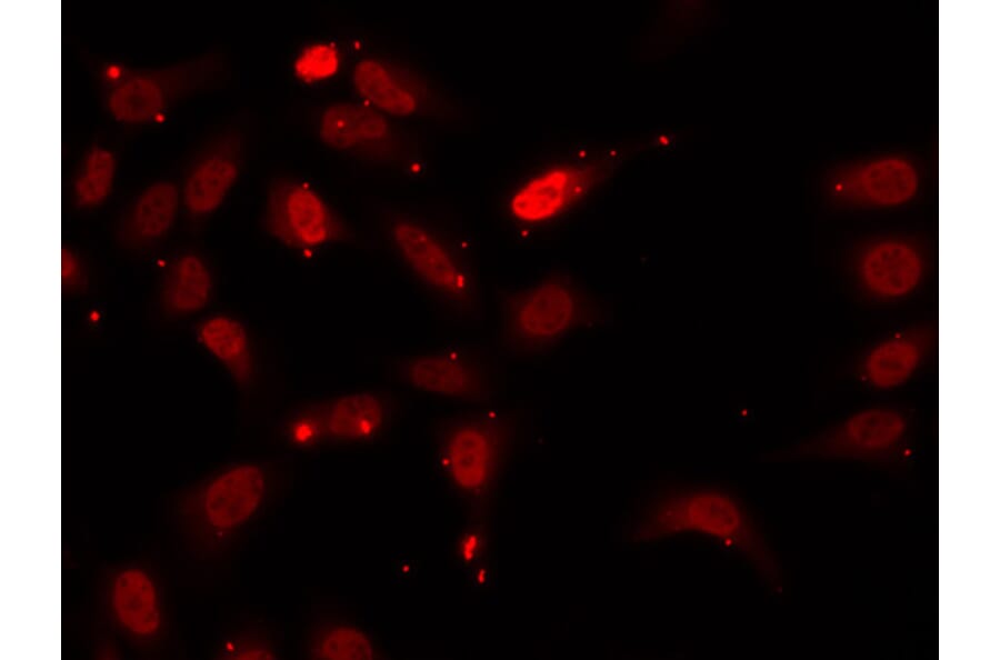 Immunofluorescence - HNRNPF Antibody from Signalway Antibody (32895) - Antibodies.com