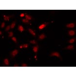 Immunofluorescence - HNRNPF Antibody from Signalway Antibody (32895) - Antibodies.com