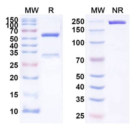 SDS-PAGE - Anti-IGF1R Antibody [BIIB22] Biosimilar - BSA and Azide free (A340000) - Antibodies.com