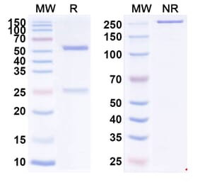 SDS-PAGE - Anti-IGF1R Antibody [FPI-1434] Biosimilar - BSA and Azide free (A340001) - Antibodies.com
