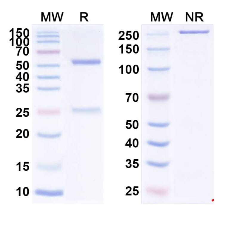 SDS-PAGE - Anti-IGF1R Antibody [FPI-1434] Biosimilar - BSA and Azide free (A340001) - Antibodies.com
