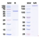 SDS-PAGE - Anti-IGF1R Antibody [FPI-1434] Biosimilar - BSA and Azide free (A340001) - Antibodies.com