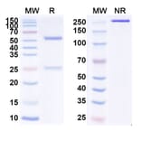 SDS-PAGE - Anti-IGF2 Antibody [DX-2647] Biosimilar - BSA and Azide free (A340004) - Antibodies.com