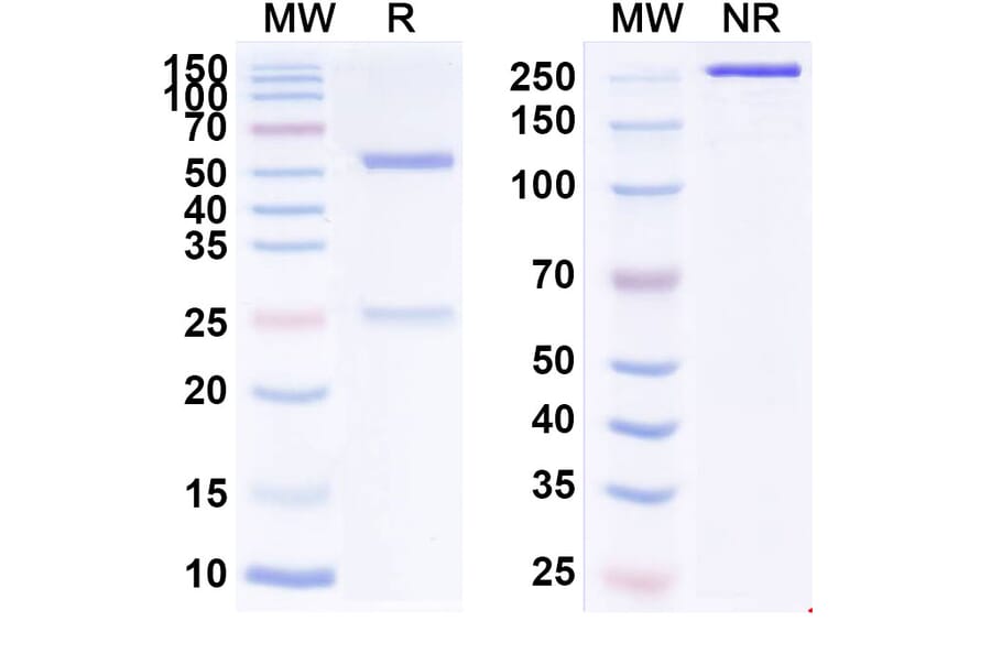 SDS-PAGE - Anti-IL-10 Antibody [MK-1966] Biosimilar - BSA and Azide free (A340006) - Antibodies.com