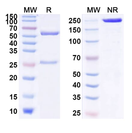 SDS-PAGE - Anti-IL-10 Antibody [SCH7898] Biosimilar - BSA and Azide free (A340007) - Antibodies.com